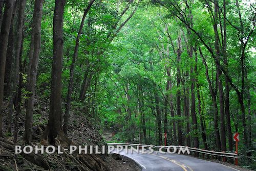 Bohol Philippines Travel Guide Tours and Packages