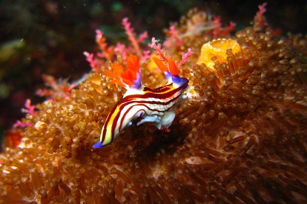 Cathedral Dive Site- Bohol-Philippines.com