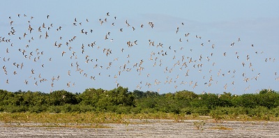 Bohol Birding Paradise: Discover Spectacular Avian Wonders of Bohol