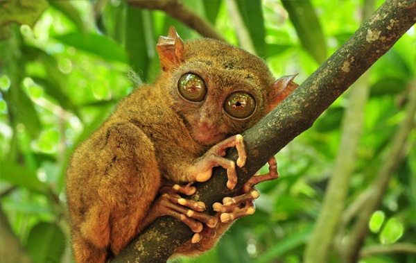 tarsier-bohol6.jpg