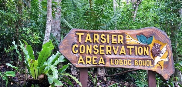 tarsier-bohol9.jpg