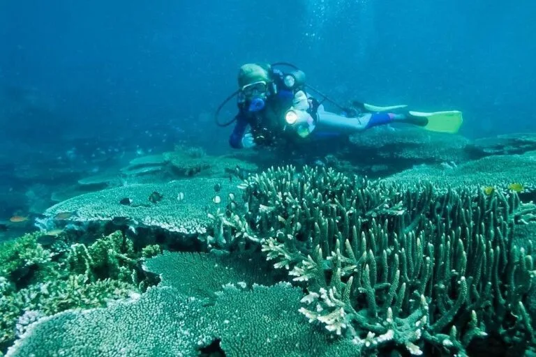 Explore Balicasag Island: Bohol's Marine Sanctuary Paradise 2 Bohol Balicasg Island Hopping w Dolphin Watching w Lunch