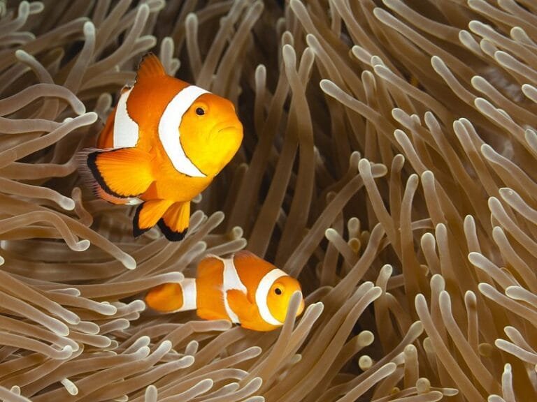 Bohol Turtle Sanctuary Snorkeling and Boat Tour with Lunch