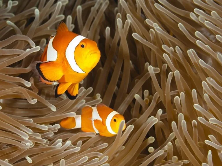 Bohol Island Hopping Guide 8 Bohol Turtle Sanctuary Snorkeling and Boat Tour with Lunch