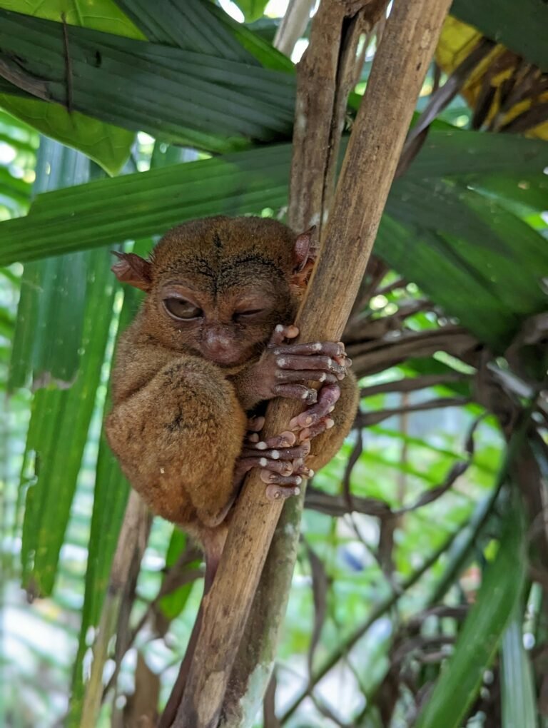 🏞️ Visiting the Philippine Tarsier & Wildlife Sanctuary in Corella - Bohol Tarsier Sanctuary Guide 12 tarsier-clinging-to-a-tree-in-the-Bohol-forest