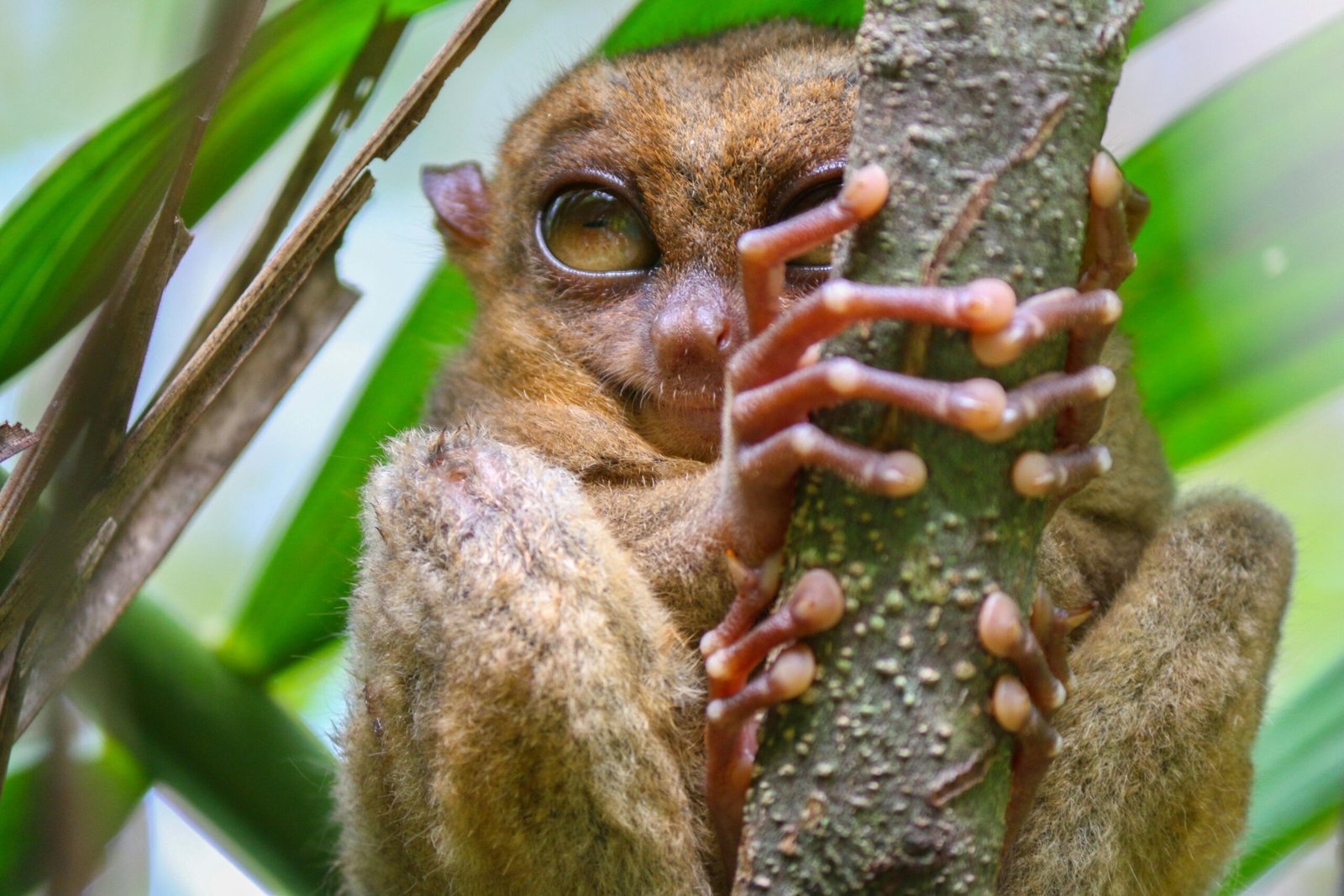 tarsier-clinging-to-a-tree-in-the-Bohol-forest