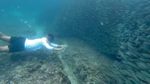 Napaling-Sardines-Run-with-Hinagdanan-Cave-