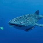 Oslob-Cebu-Whale-Shark-Experience