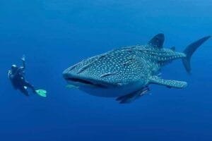 Oslob-Cebu-Whale-Shark-Experience