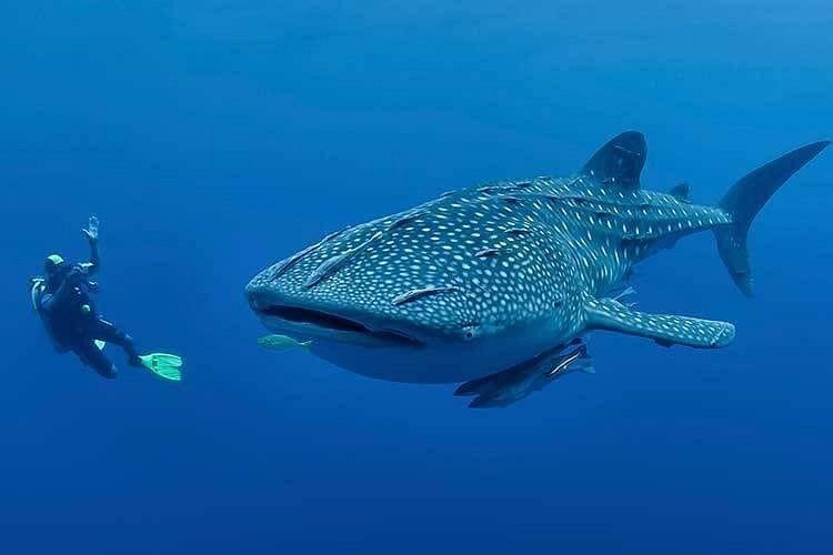 Oslob-Cebu-Whale-Shark-Experience