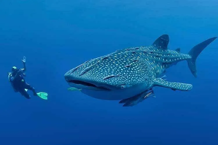 Oslob-Cebu-Whale-Shark-Experience