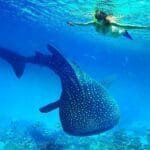 Whale-Shark-Watching-Tumalog-Falls-Pescador-Island-and-Sumilon-sandbar