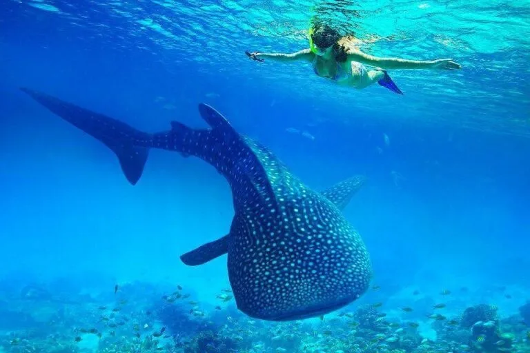 Whale-Shark-Watching-Tumalog-Falls-Pescador-Island-and-Sumilon-sandbar