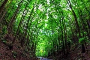 Drive Through the Enchanted Bilar Man-Made Forest: A Complete Travel Guide
