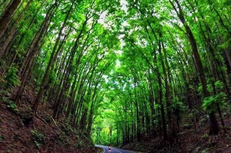 Drive Through the Enchanted Bilar Man-Made Forest: A Complete Travel Guide 3 Drive Through the Enchanted Bilar Man-Made Forest: A Complete Travel Guide