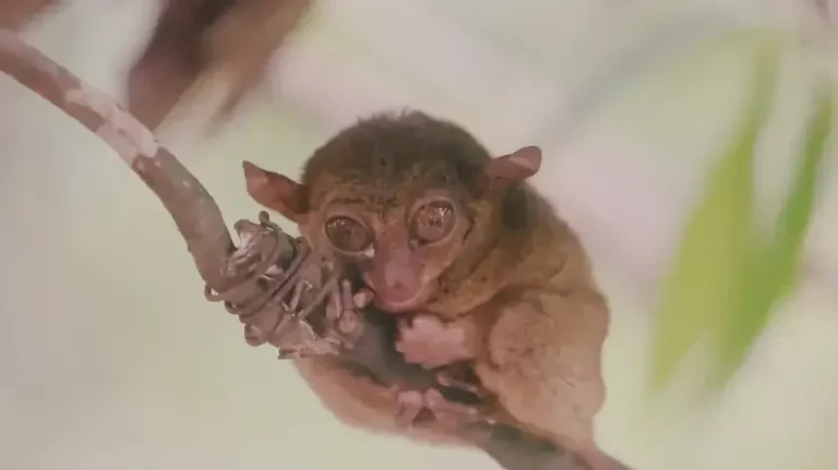 Best Bohol Wildlife Tours