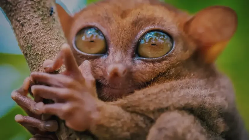 125638 bohol countryside adventure tour Close up of a tarsier hanging on to a branch
