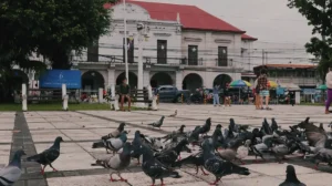 rizal plaza in front of the bohol museum and the cathedral