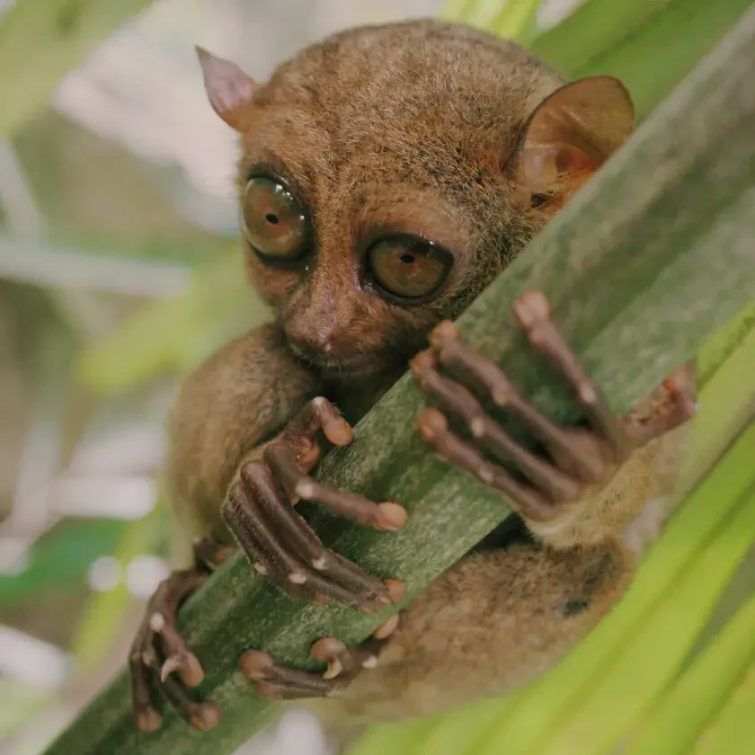 bohol tarsier wildlife