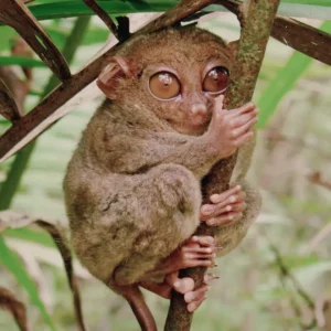 Amazing Tarsiers of Bohol