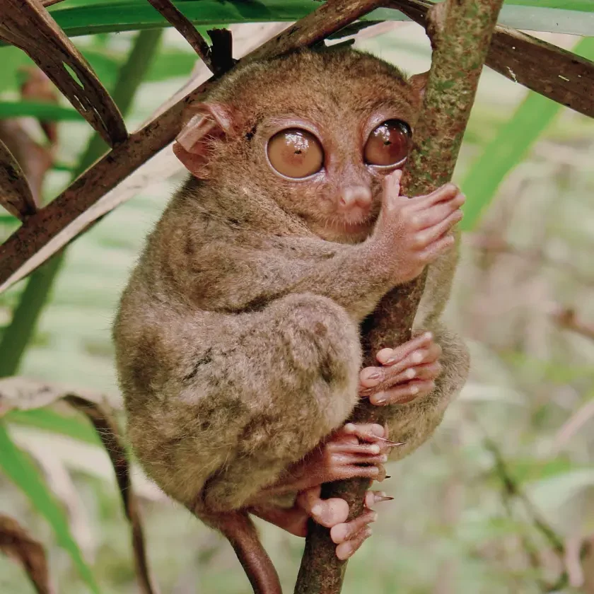 The Amazing Tarsiers of Bohol: A Scientific Guide to the World's Most Unique Primates 1 Amazing Tarsiers of Bohol