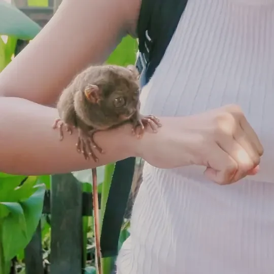 bohol Tarsius syrichta wikipedia