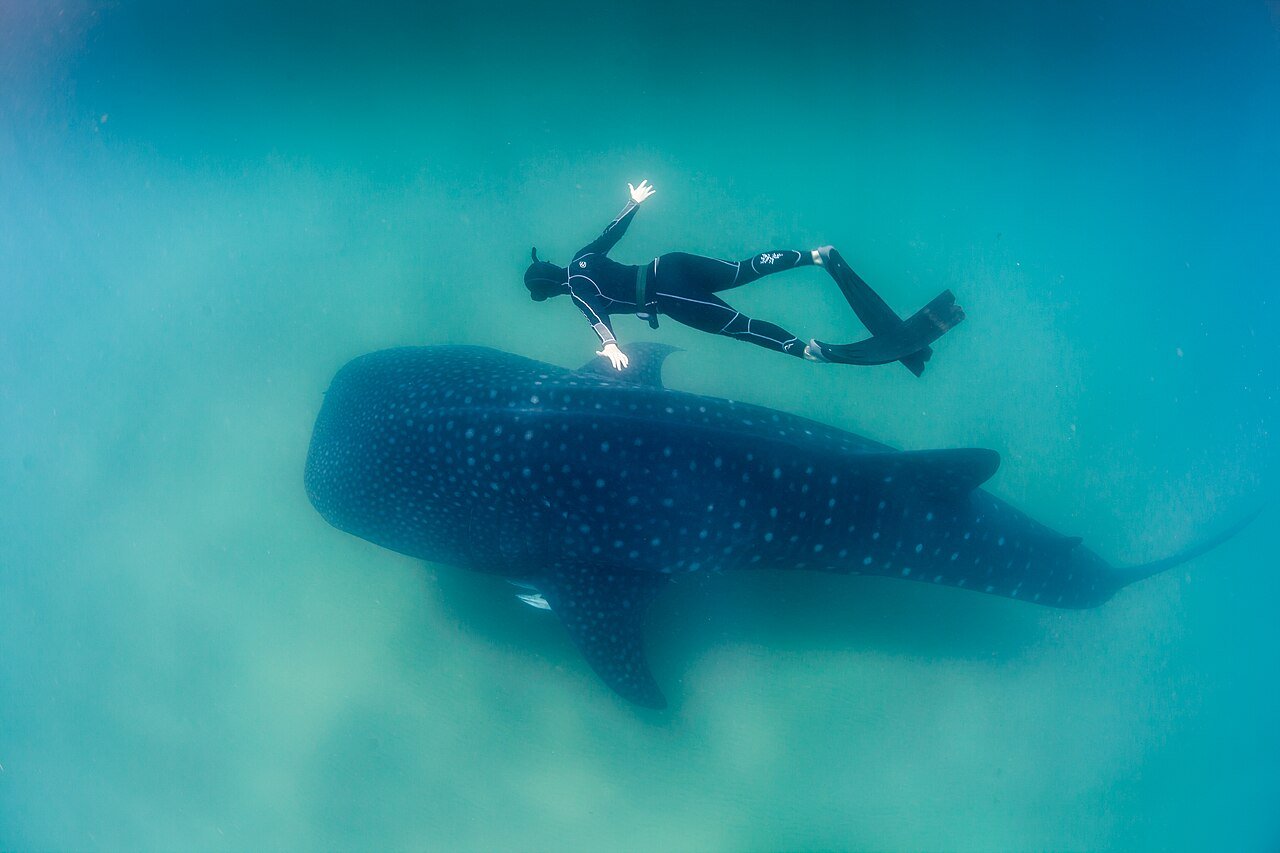 77 Epic Things to Do in Bohol: Your Ultimate Adventure Guide 44 bohol Whale Shark and Freediver wikipedia