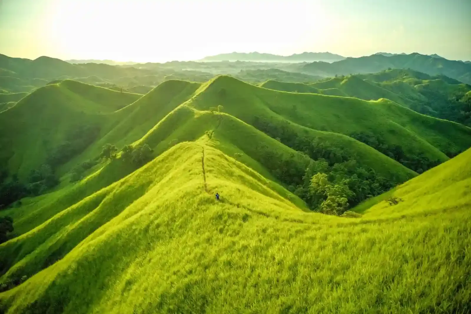 bohol alicia by dot philippines