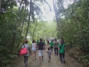 🏞️ Visiting the Philippine Tarsier & Wildlife Sanctuary in Corella – Bohol Tarsier Sanctuary Guide