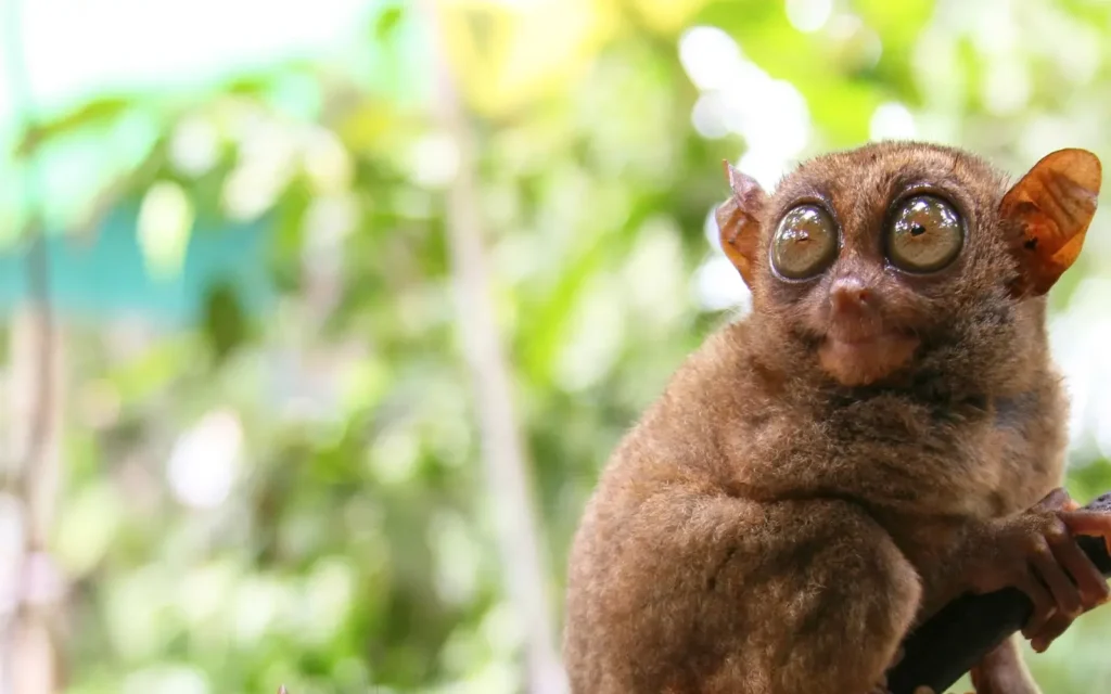 5 Best Bohol Mirror of the World Tours: Unique Cultural & Scenic Experiences 3 Tarsier Sanctuary Conservatory