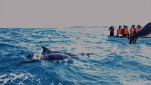 bohol-marine-reef-Dolphin watching tour