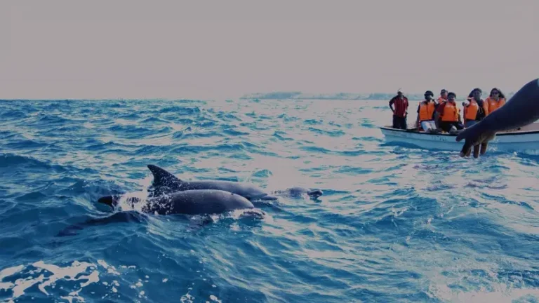 bohol-marine-reef-Dolphin watching tour