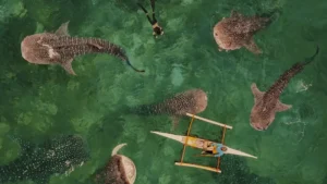 15 Epic Bohol & Cebu Adventures: From ATV Thrills to Whale Shark Magic