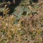 bohol philippines vibrant bird perched amidst lush foliage in Cebu City capturing the essence of tropical wildlifepex 1