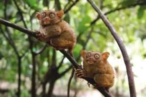 bohol tarsiers bohol day tour from cebu
