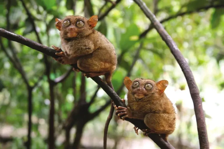 🐒 Bohol Tarsiers – Meet the World’s Smallest and Most Mysterious Primate