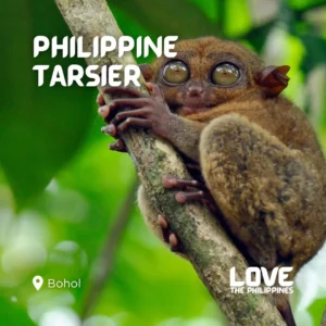 🐝 Top 10 Bohol Wildlife and Eco-Tourism Experiences 114 🐝 Top 10 Bohol Wildlife and Eco-Tourism Experiences