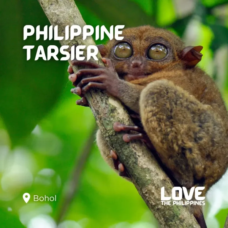 🐝 Top 10 Bohol Wildlife and Eco-Tourism Experiences