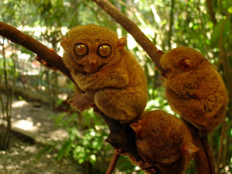 bohol tarsiers on tree