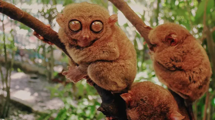 7 Best Cebu to Bohol Day Tours: Inter-Island Adventures Made Easy 7 Bohol Wildlife & Ecotourism
