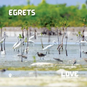 Bohol Birdwatching Guide – Where to Spot Endemic & Migratory Birds