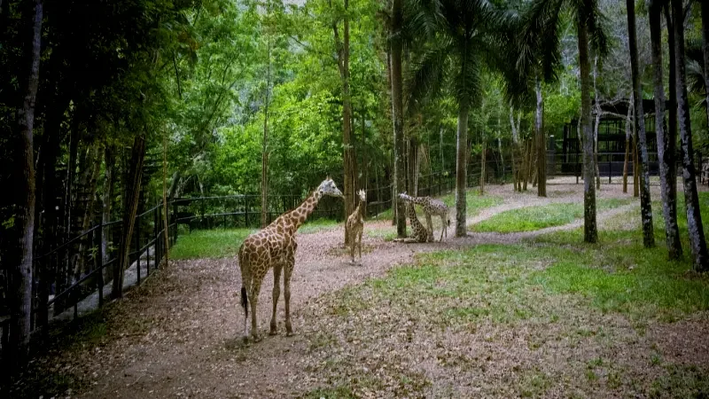 cebu safari and adventure park d5172 125683p5 002