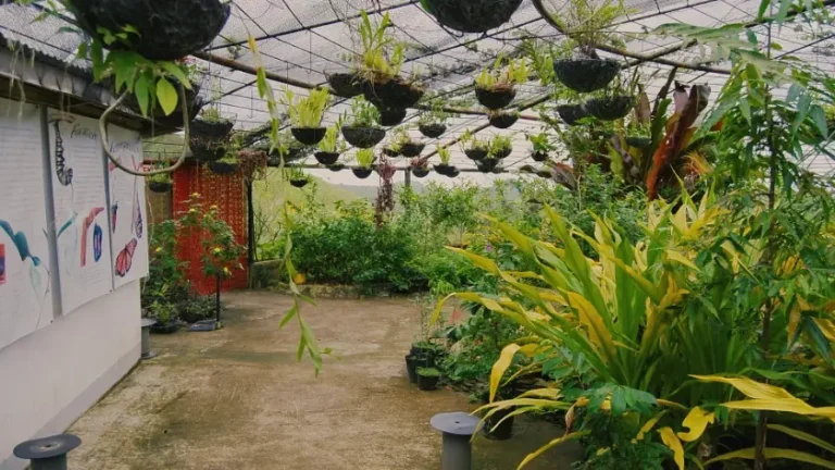 Things to Do in Cebu in May 2025: Wet Season Transition & Pre-Monsoon Adventures 3 Things to Do in Cebu in May 2025: Wet Season Transition & Pre-Monsoon Adventures