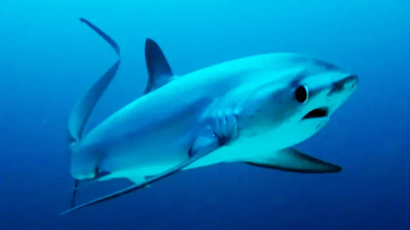 Top 5 Malapascua Diving Tours for Thresher Shark Encounters (2025 Guide) 4 PADI Open Water Course + Thresher Shark Dive