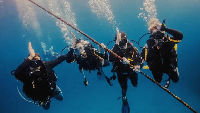 early-morning-thresher-shark-dive