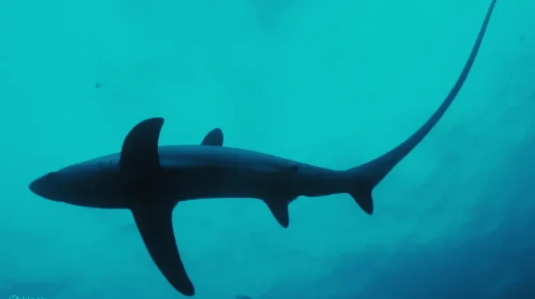 early-morning-thresher-shark-dive