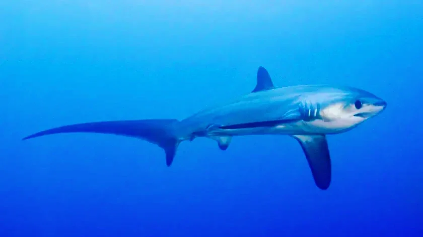 Early Morning Thresher Shark Dive