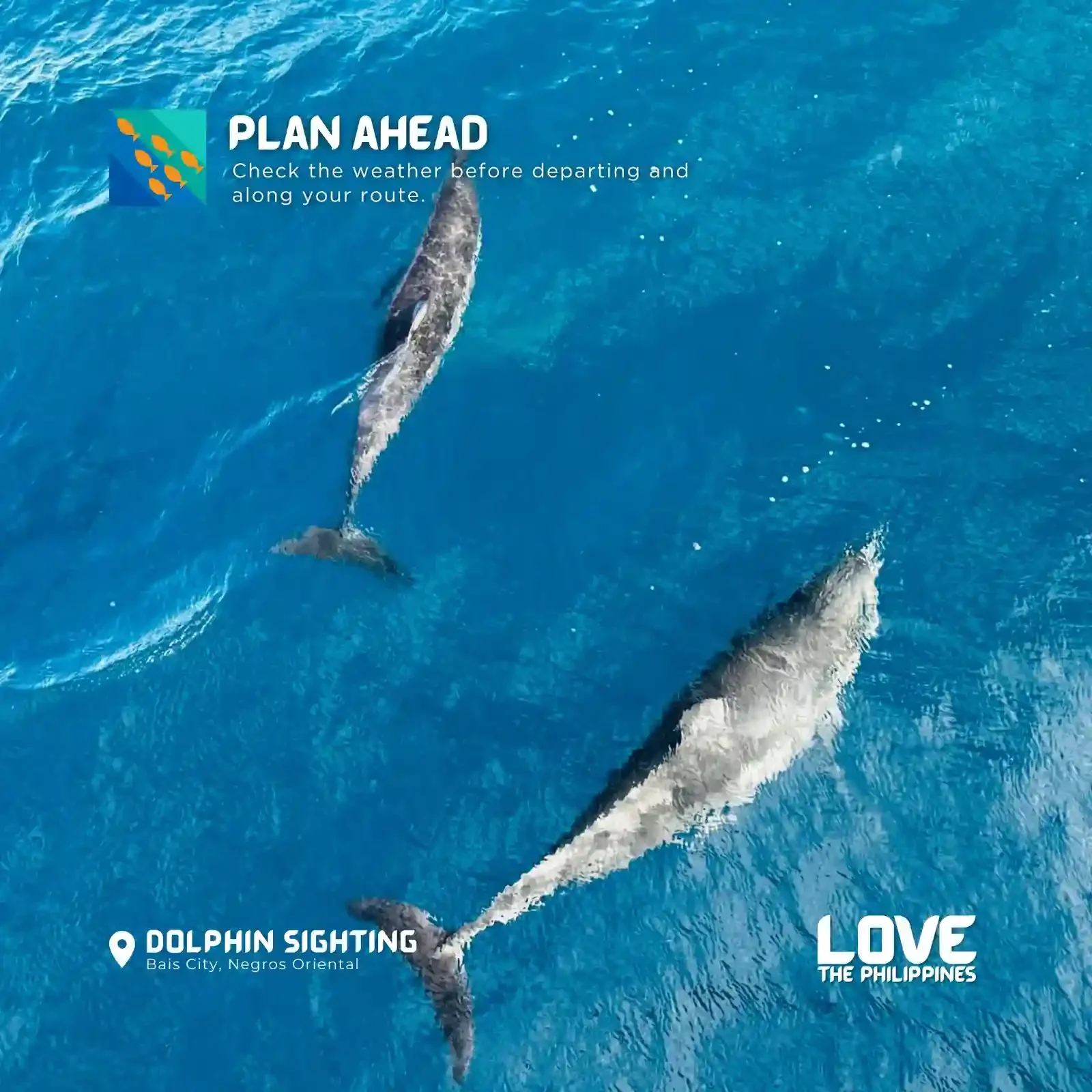 negroso bais dolphin watching love dot